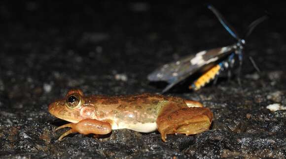 Image of Indian Skipper Frog