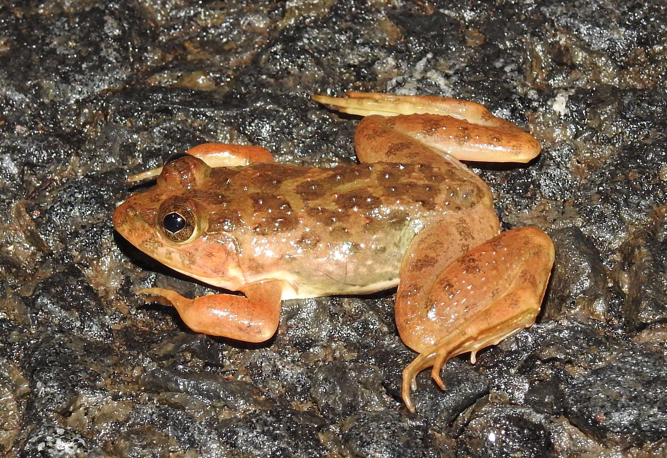 Image of Indian Skipper Frog