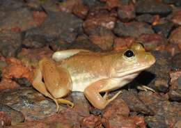 Image of Indian Skipper Frog