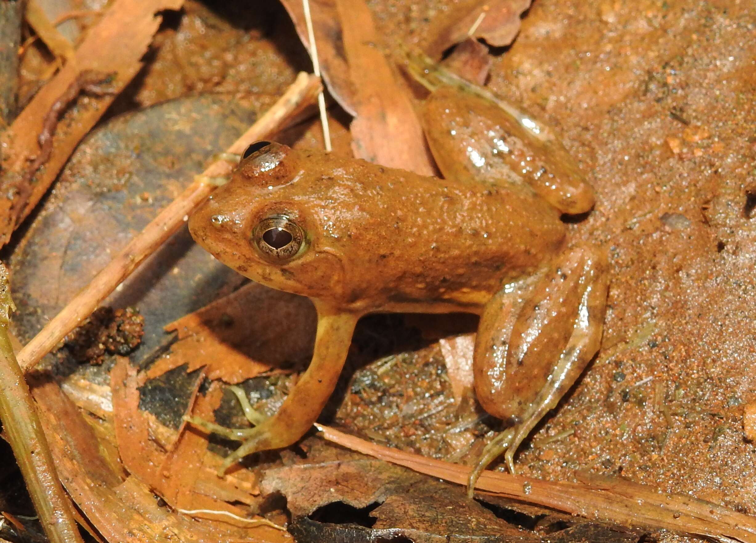 Image of Indian Skipper Frog