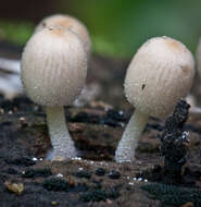 Image of Trooping Inkcaps