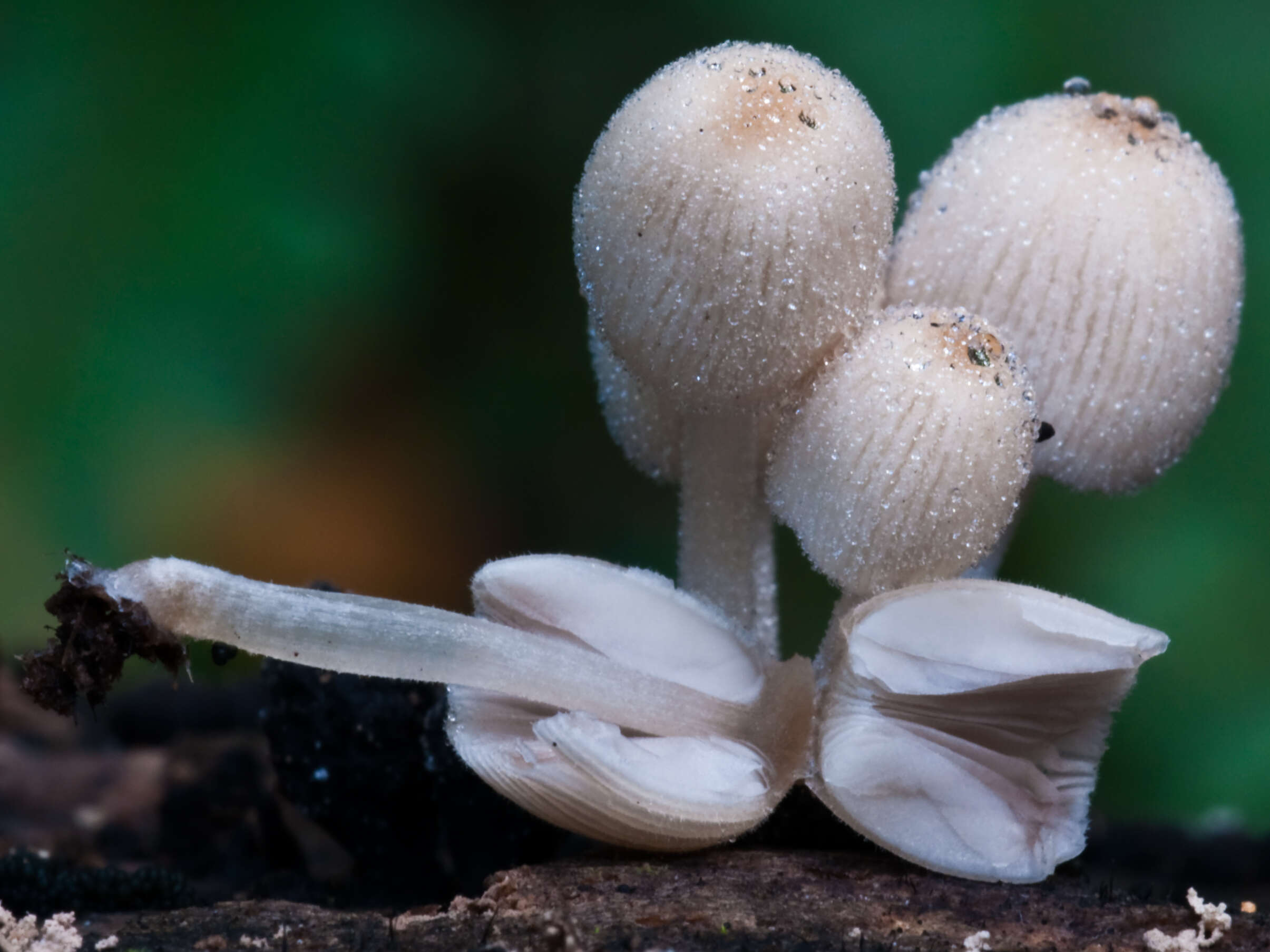 Image of Trooping Inkcaps