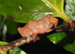 Image of Raorchestes bombayensis (Annandale 1919)