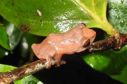 Image of Raorchestes bombayensis (Annandale 1919)