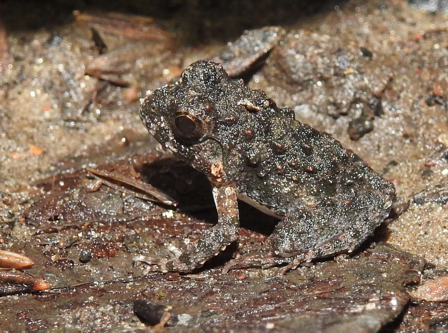 Image of Burrowing frog