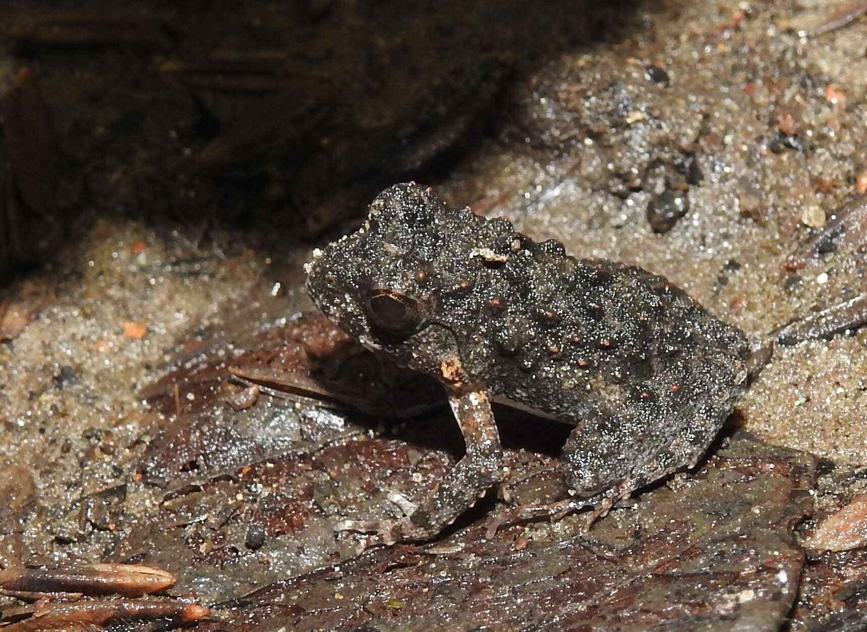 Image of Burrowing frog