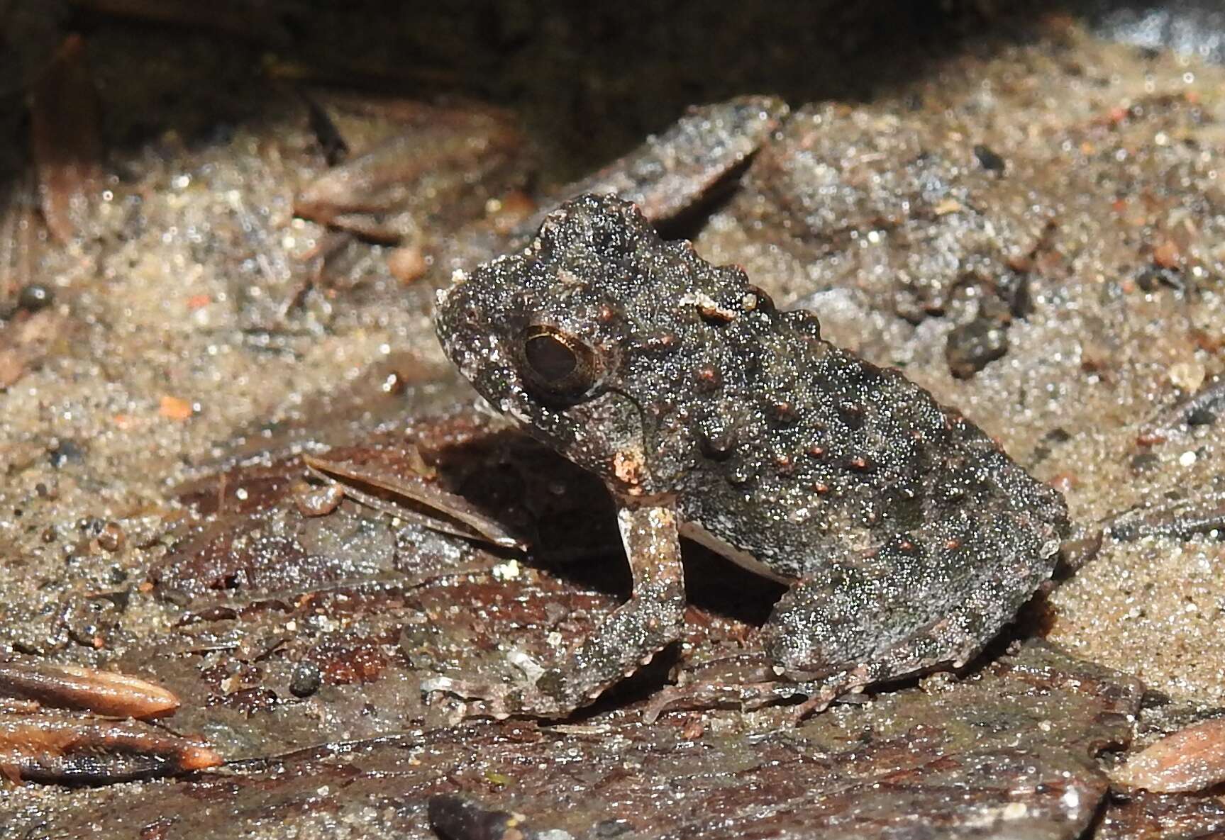 Image de Sphaerotheca breviceps (Schneider 1799)