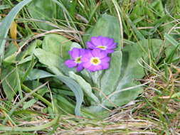 Image of Scottish primrose