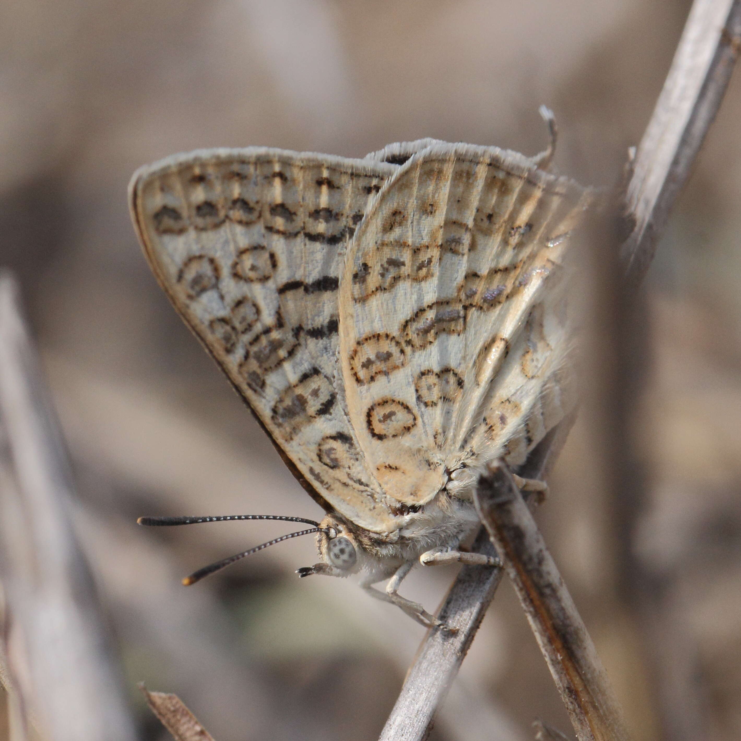 Image of Cigaritis lilacinus