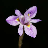 Image of Moraea setifolia (L. fil.) Druce