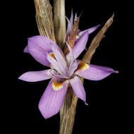 Image of Moraea setifolia (L. fil.) Druce