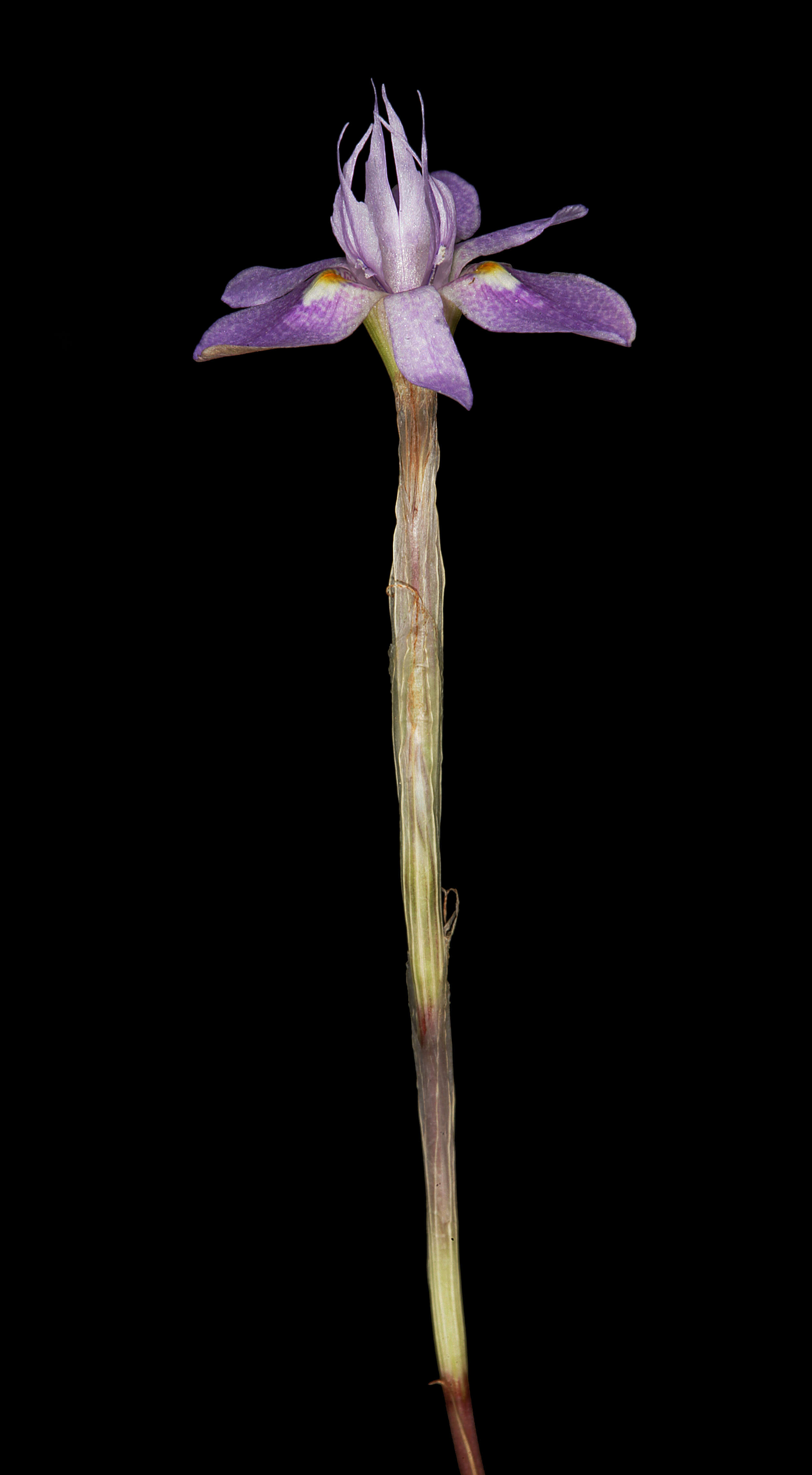 Image of Moraea setifolia (L. fil.) Druce