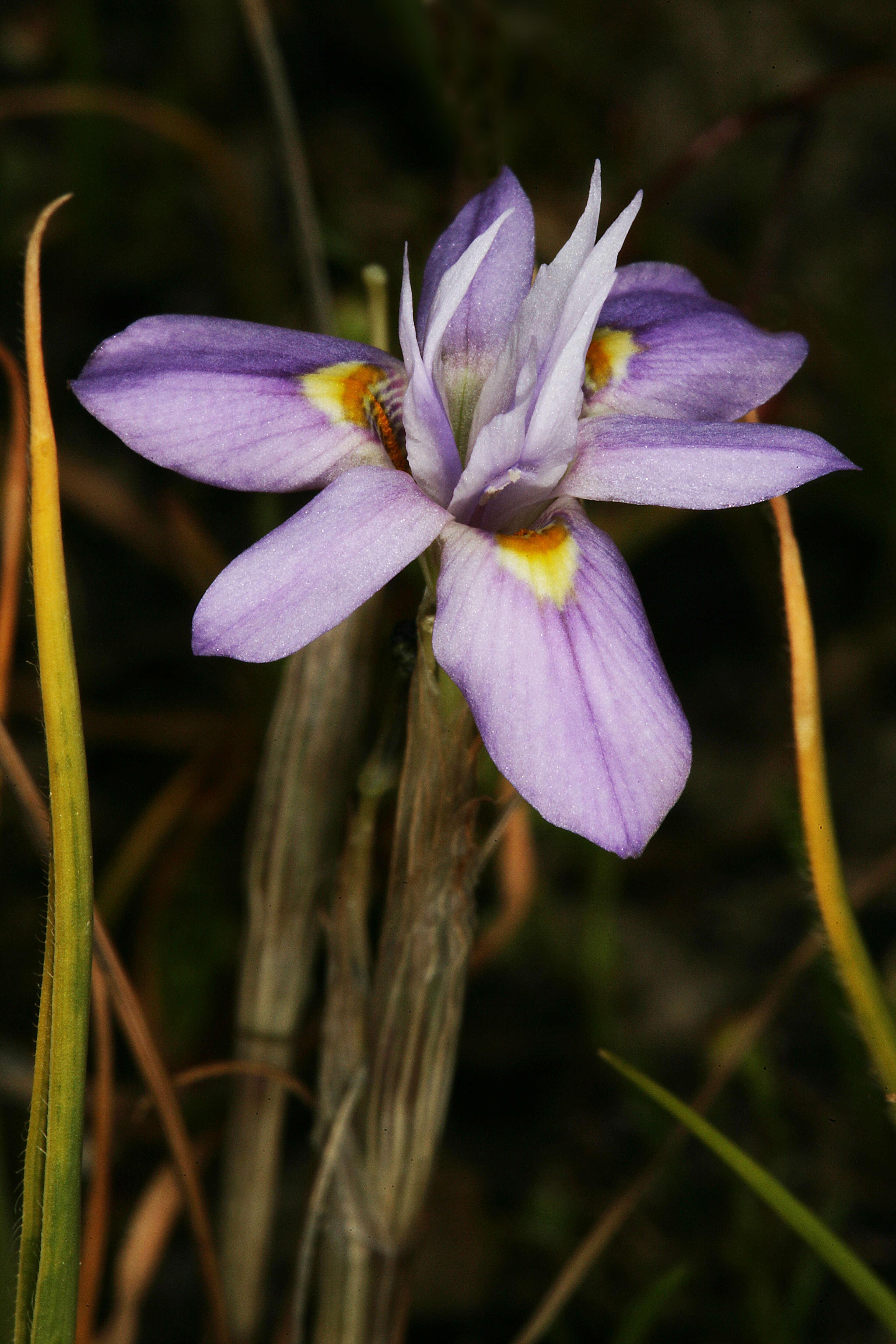 Image of Moraea setifolia (L. fil.) Druce