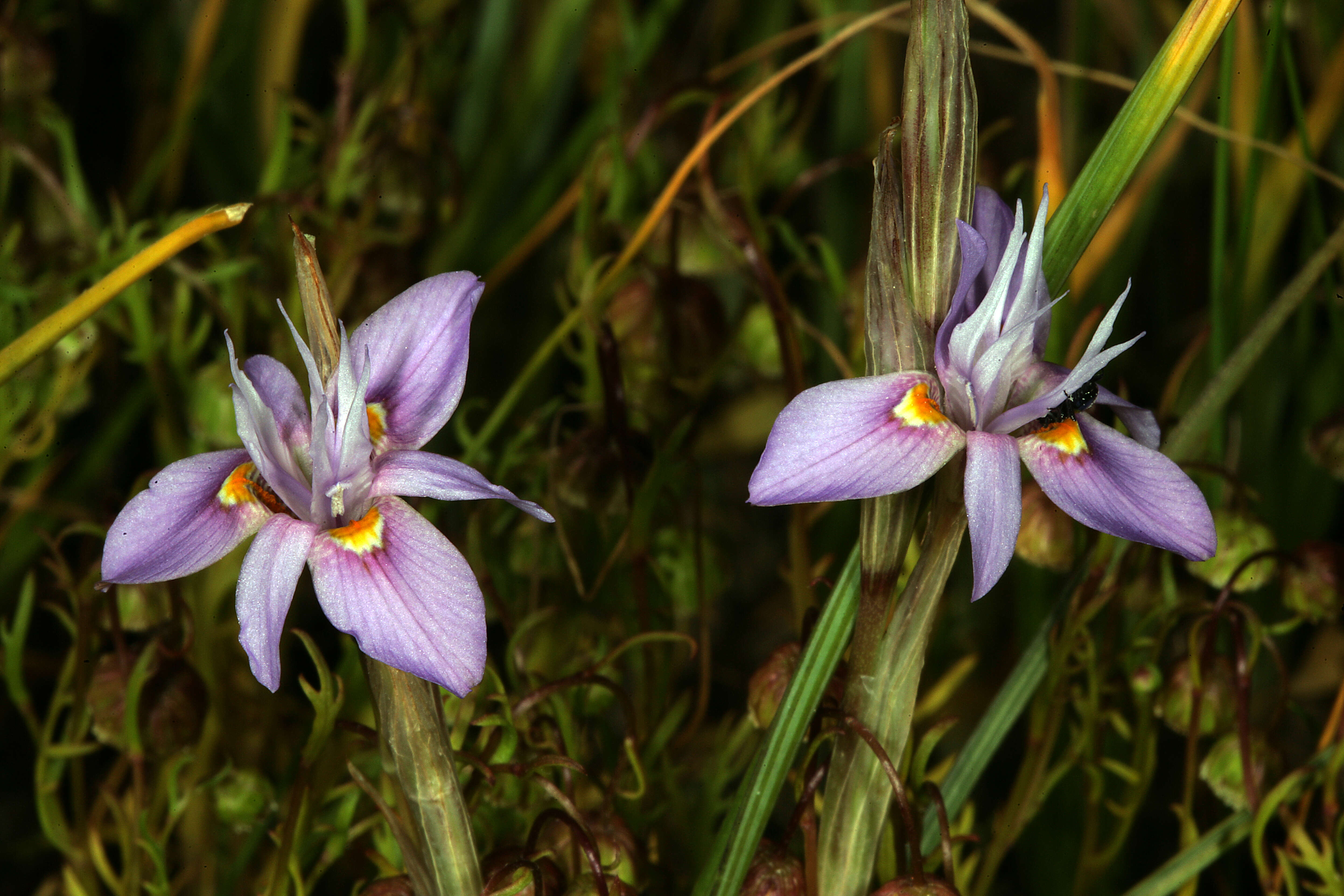 Image of Moraea setifolia (L. fil.) Druce