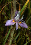 Image of Moraea setifolia (L. fil.) Druce