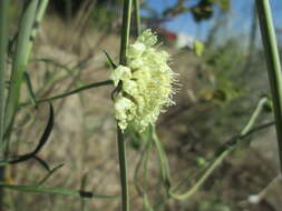 Image of cream pincushions