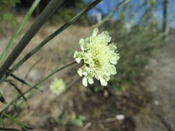 Image of cream pincushions