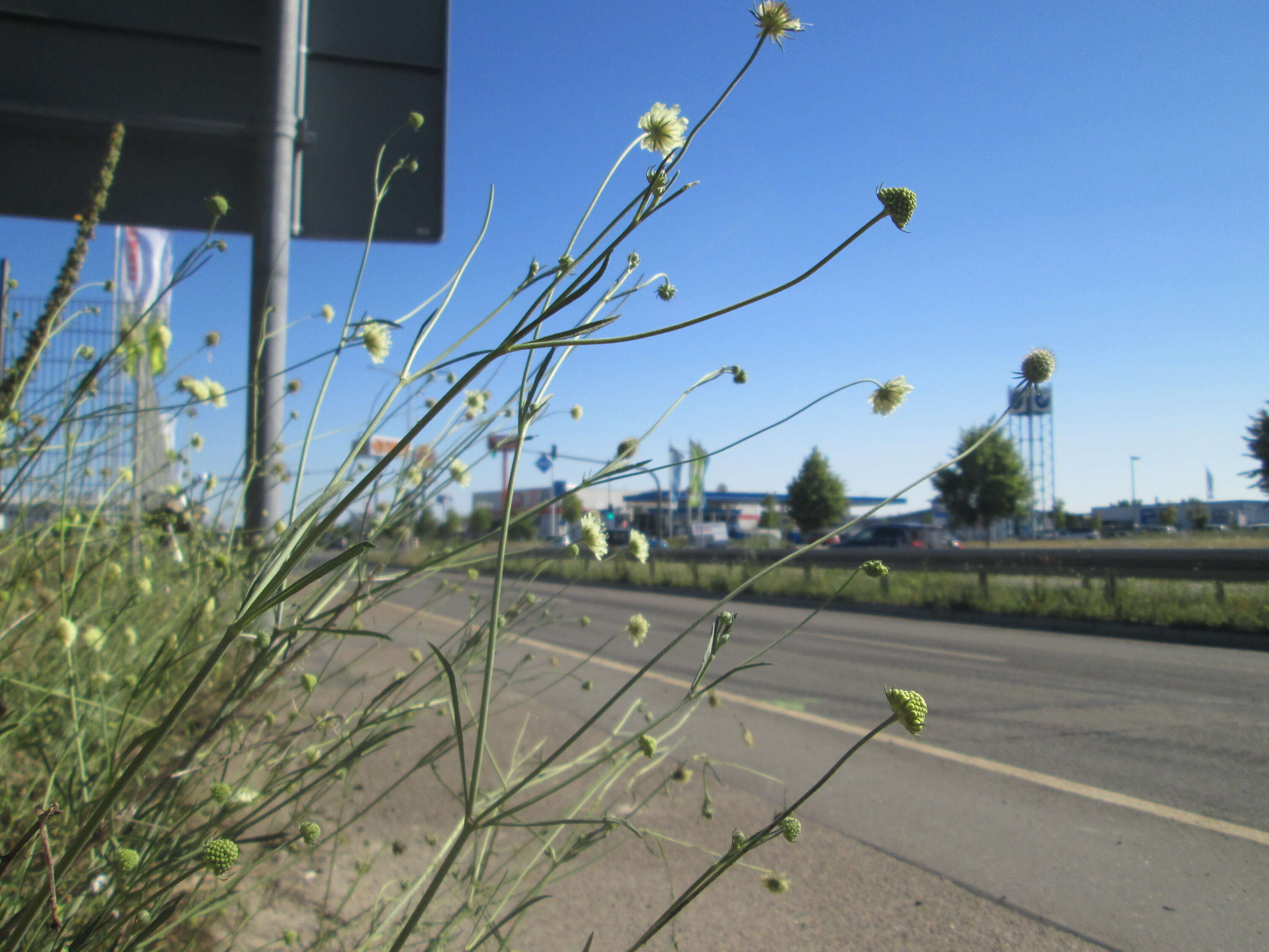 Image of cream pincushions