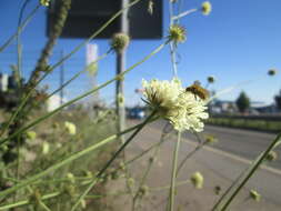 Image of cream pincushions