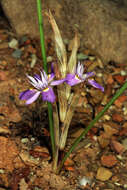 Image of Moraea setifolia (L. fil.) Druce