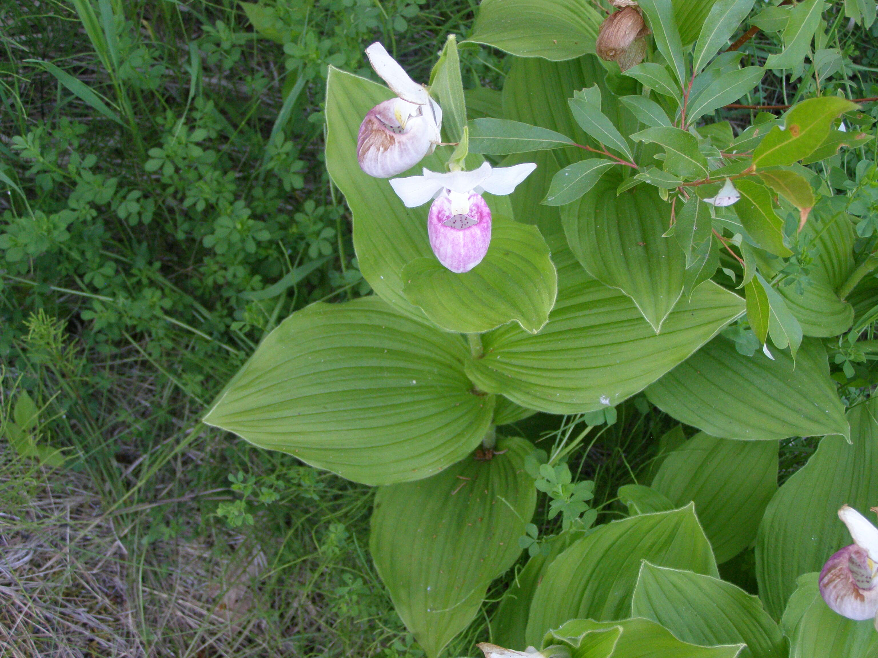 Image of Showy lady's slipper