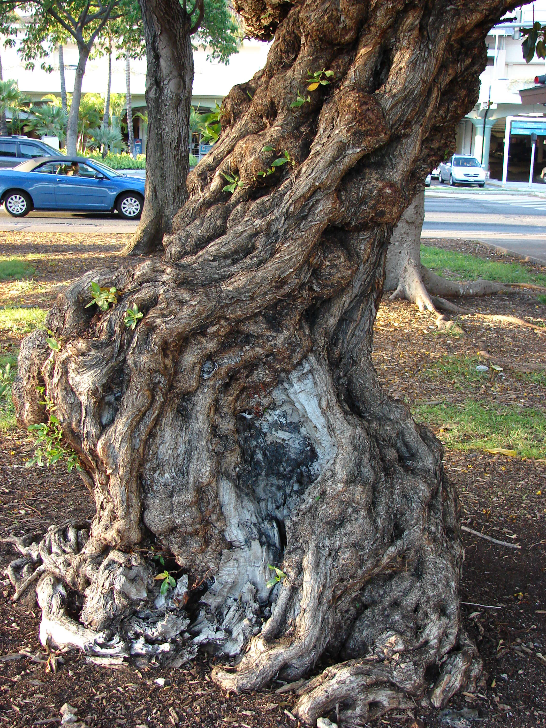 Image of mangrove