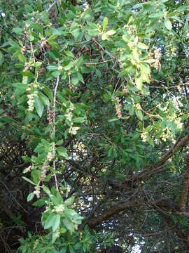 Image of mangrove