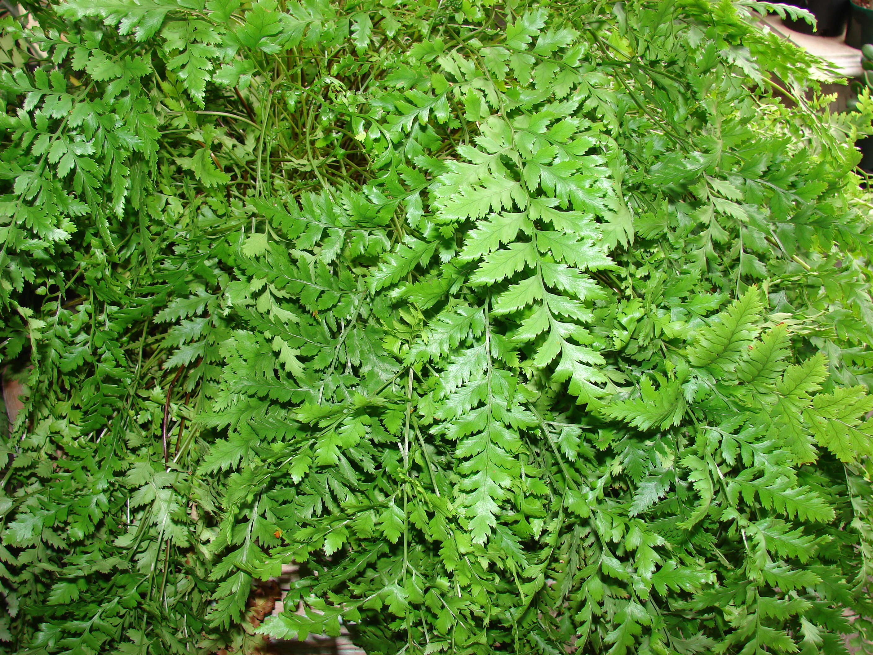 Image of iron fern