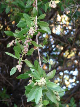 Image of mangrove