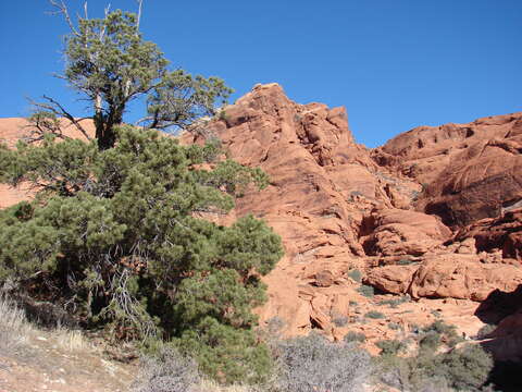 Image of singleleaf pinyon