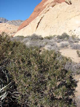 Imagem de Yucca baccata Torr.