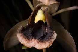 Image of Coelogyne xyrekes Ridl.