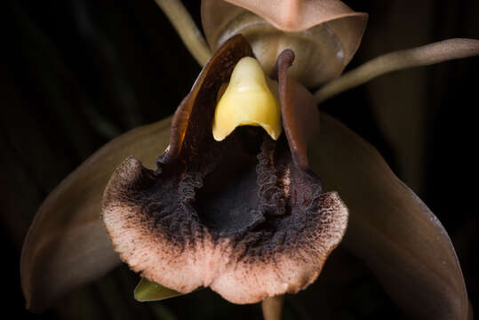 Image of Coelogyne xyrekes Ridl.