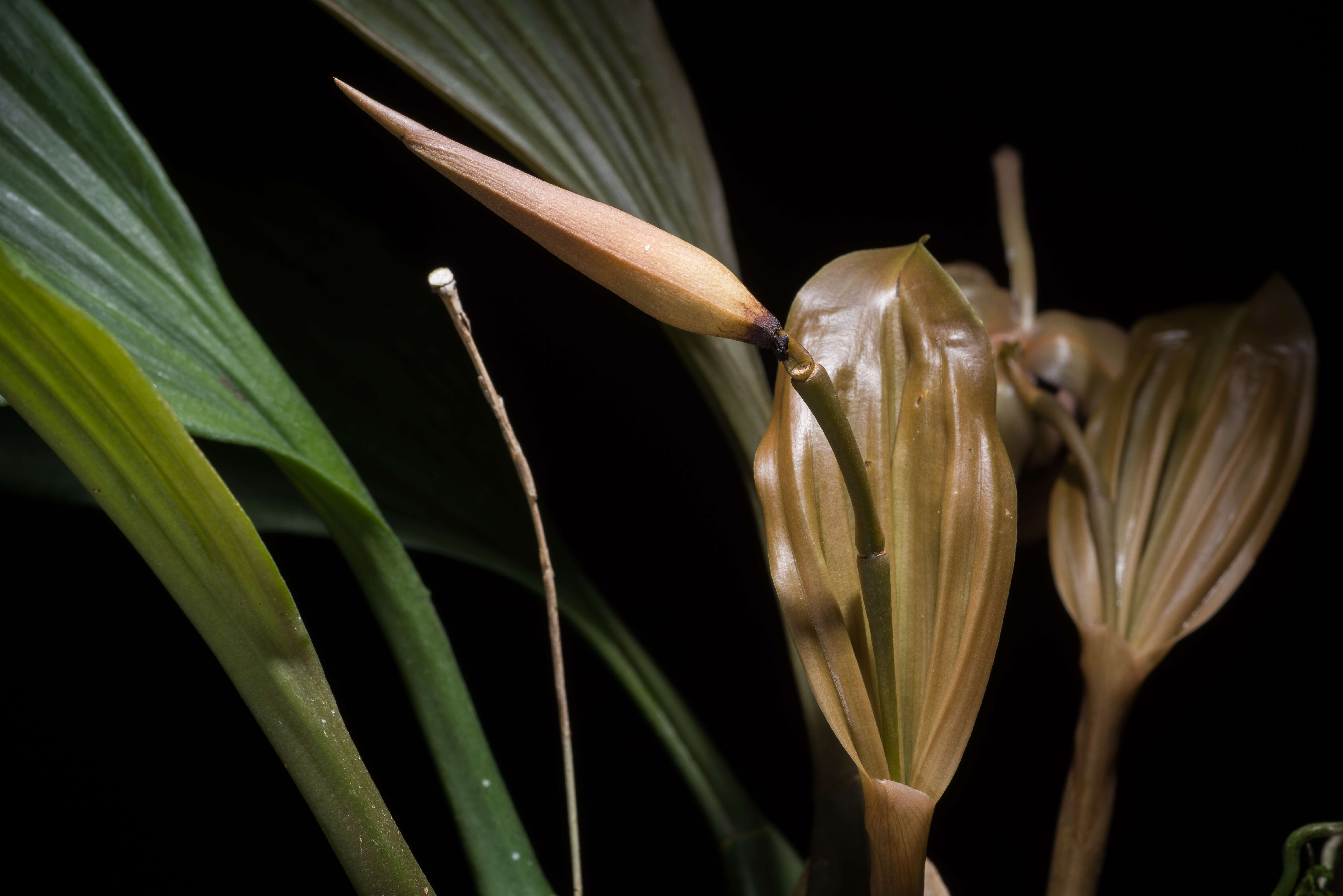 Image of Coelogyne xyrekes Ridl.