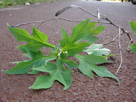 Image de Tournesol mexicain