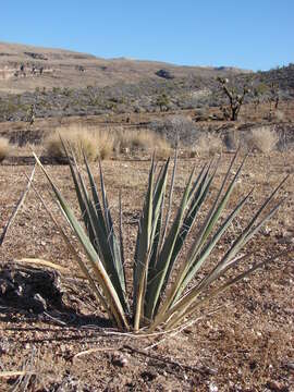 Yucca baccata Torr. resmi