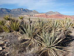 Image of Mojave yucca