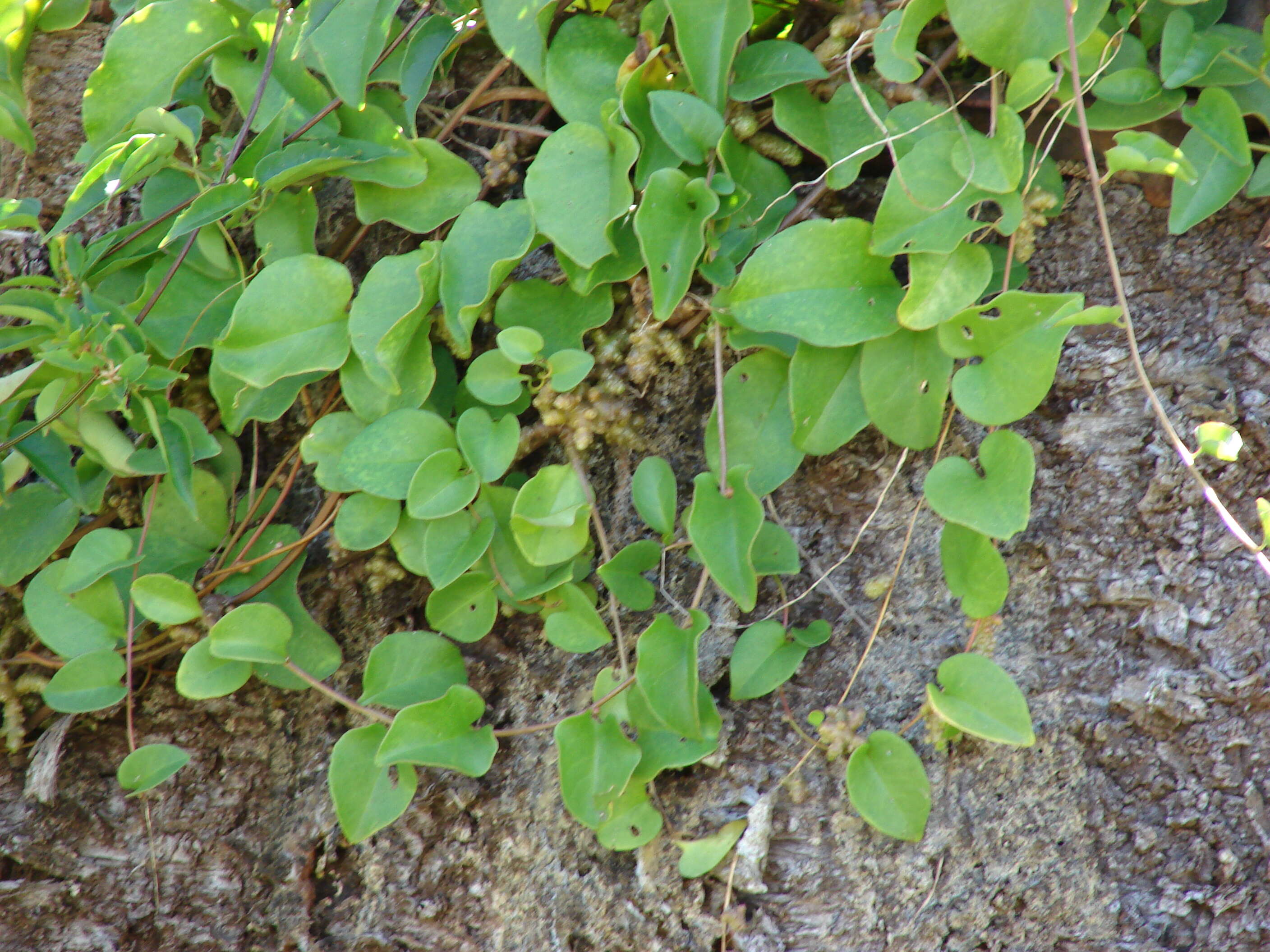 Image of heartleaf madeiravine