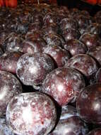 Image of European plum