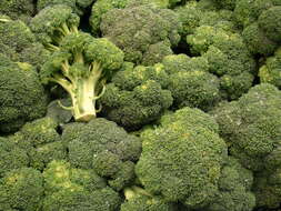 Image of sprouting broccoli