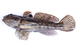 Image of Neogobius