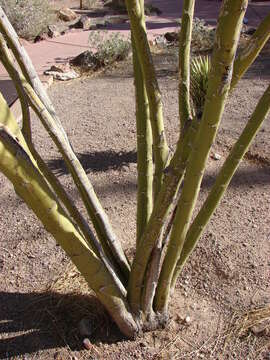 Image of Jerusalem thorn