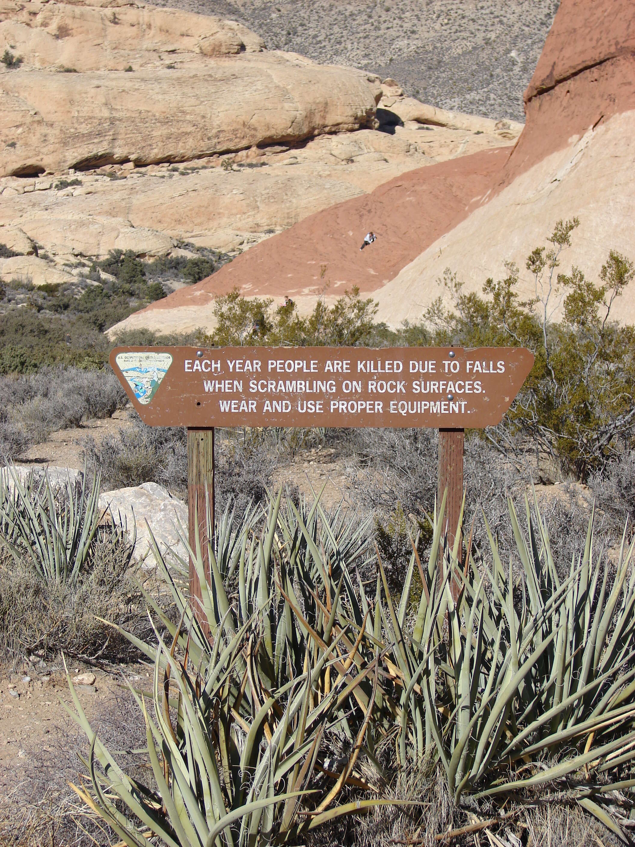 Yucca baccata Torr. resmi