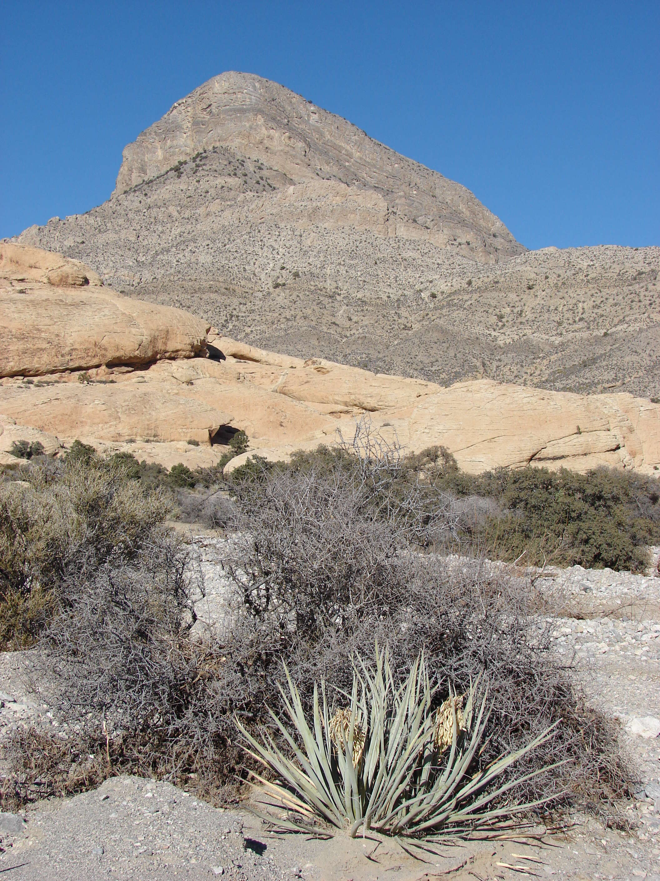 Yucca baccata Torr. resmi