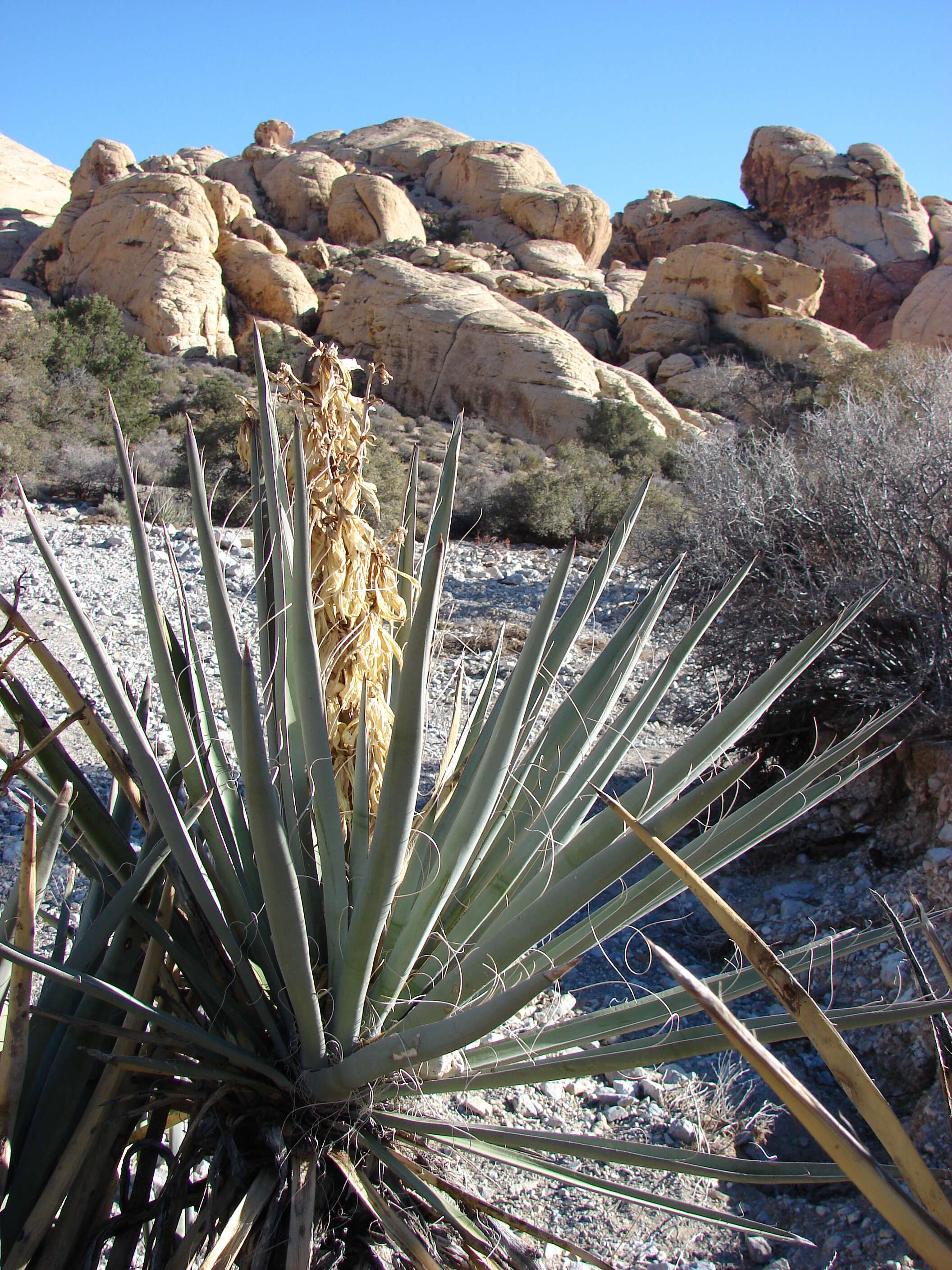 Imagem de Yucca baccata Torr.