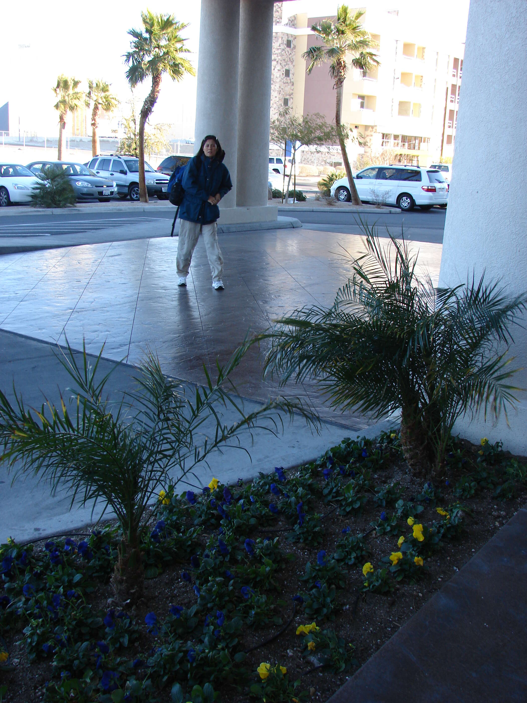 Image of pygmy date palm