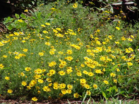 Image of bristleleaf pricklyleaf