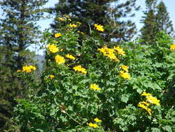 Image de Tournesol mexicain