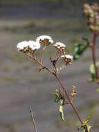 صورة Ageratina adenophora (Spreng.) R. King & H. Rob.