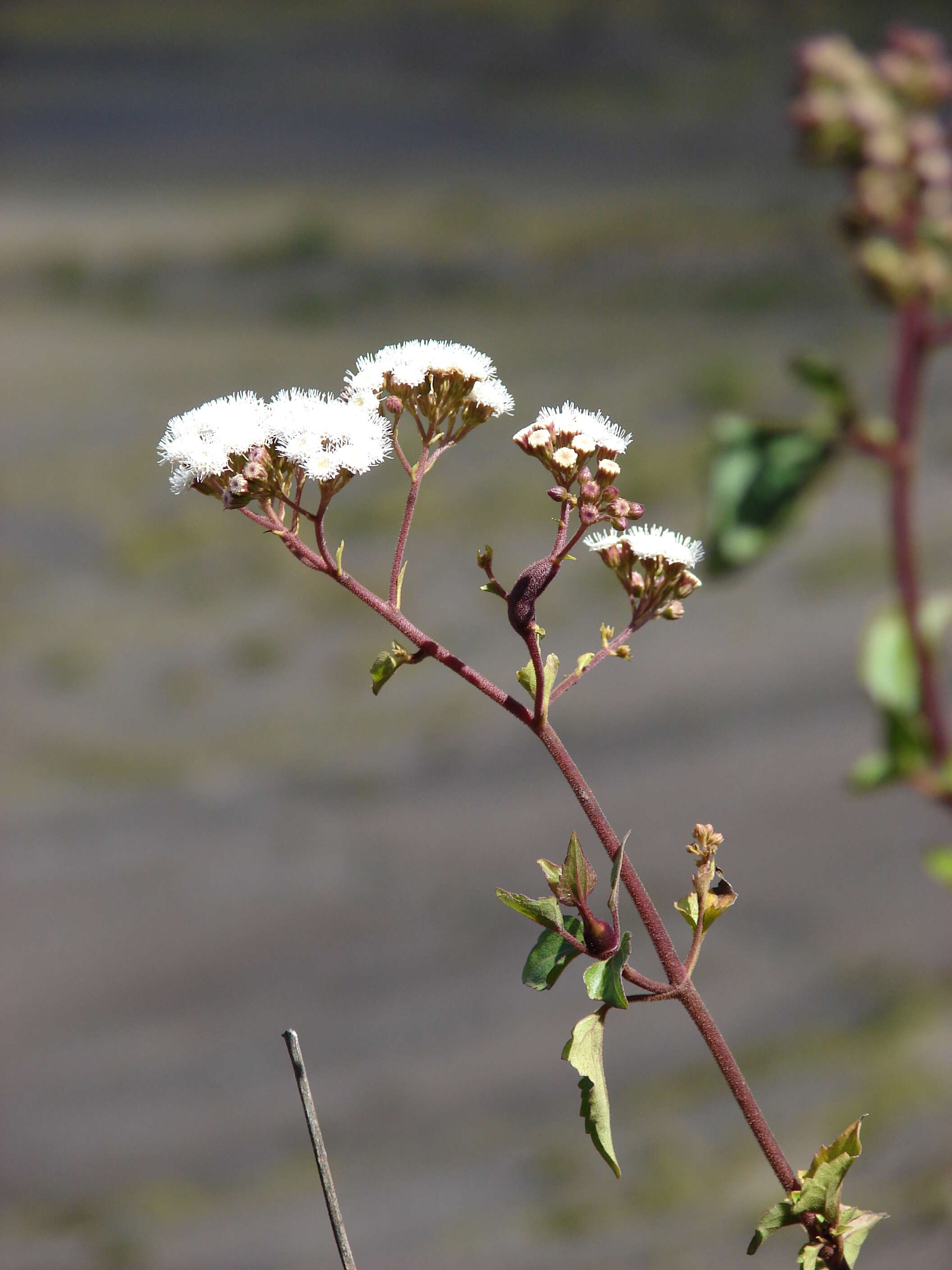 صورة Ageratina adenophora (Spreng.) R. King & H. Rob.